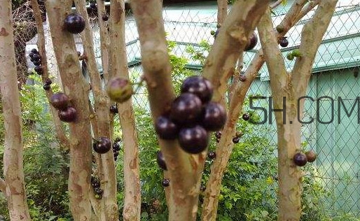 嘉寶果幾年結(jié)果？嘉寶果好吃嗎