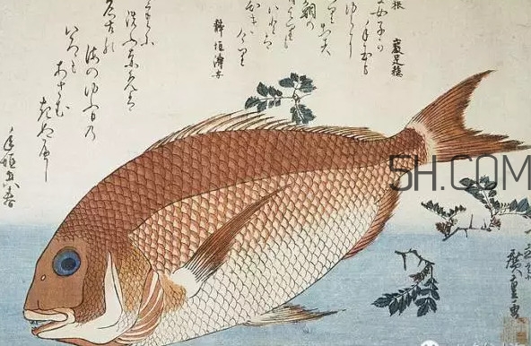 鯛魚是什么魚？鯛魚是什么樣子的