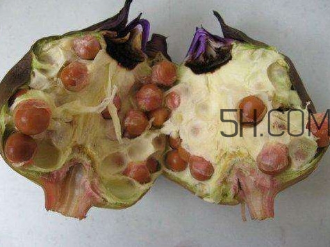 芡實(shí)有什么作用？芡實(shí)是哪里的特產(chǎn)