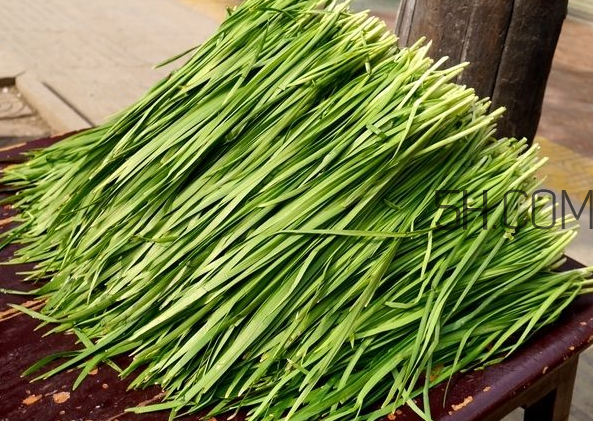 立秋后可以種韭菜嗎？怎樣種韭菜？