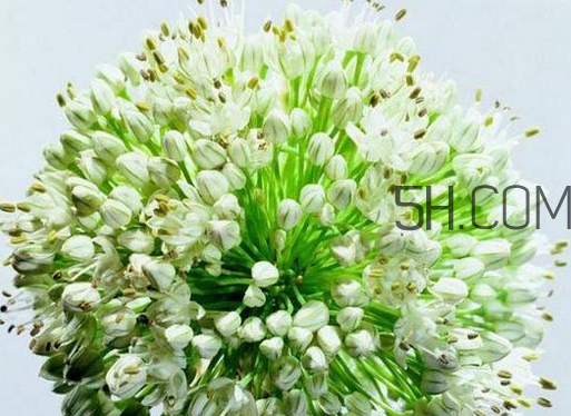 什么人不能吃韭菜花？肝火旺可以吃韭菜嗎？