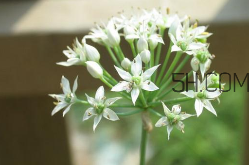 什么人不能吃韭菜花？肝火旺可以吃韭菜嗎？