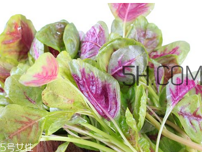 上火能吃咸莧菜嗎？寶寶能吃莧菜嗎？