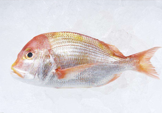鯛魚(yú)是什么魚(yú)？鯛魚(yú)是什么樣子的
