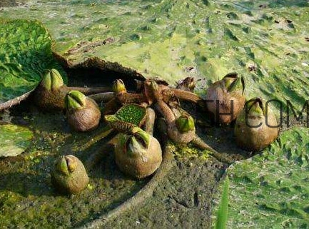 芡實(shí)是蓮子嗎？芡實(shí)是長(zhǎng)在哪里的