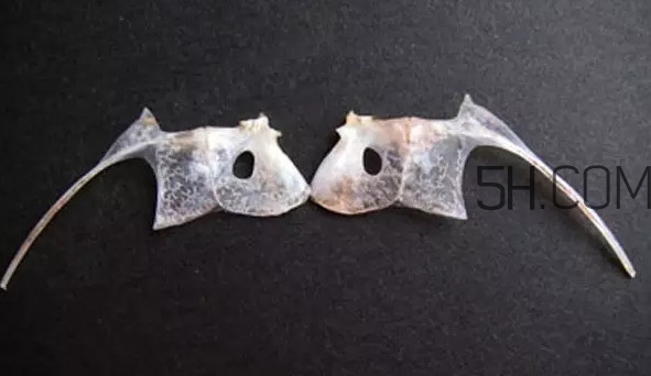 鯛魚是什么魚？鯛魚是什么樣子的