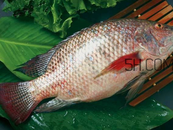 鯛魚刺身有寄生蟲嗎？鯛魚是羅非魚嗎