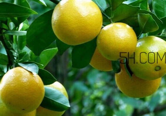 皇帝柑是哪里的特產(chǎn)？皇帝柑是熱性還是涼性？