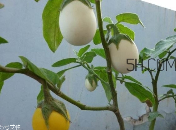 蛋樹果實(shí)可以吃嗎？蛋樹長什么樣
