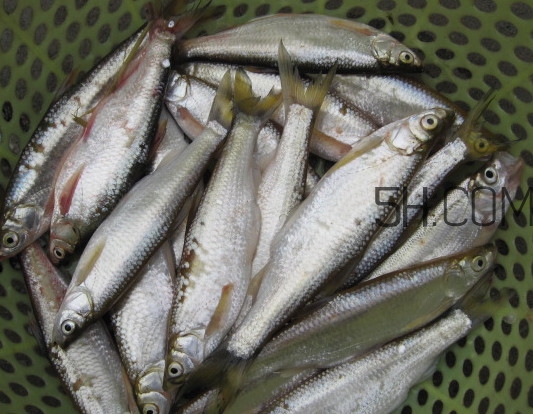 刁子魚是什么魚？刁子魚是翹嘴鲌嗎