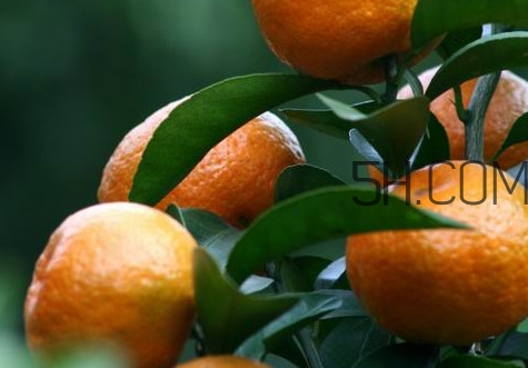 皇帝柑是哪里的特產(chǎn)？皇帝柑是熱性還是涼性？