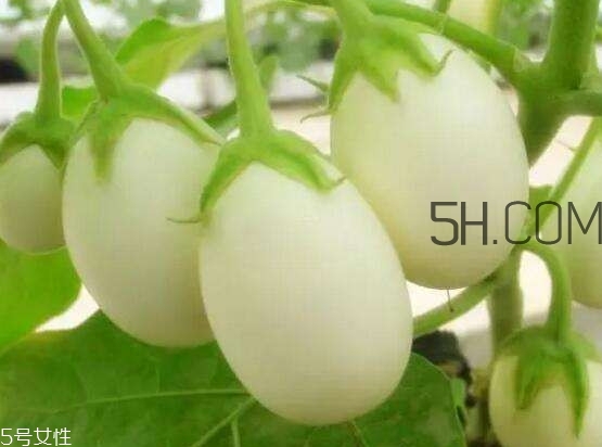 蛋樹(shù)可以種植嗎？蛋樹(shù)苗哪里可以買(mǎi)到
