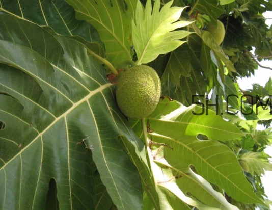猴面包樹和面包樹是同一種植物嗎？猴面包樹能在北方種植嗎