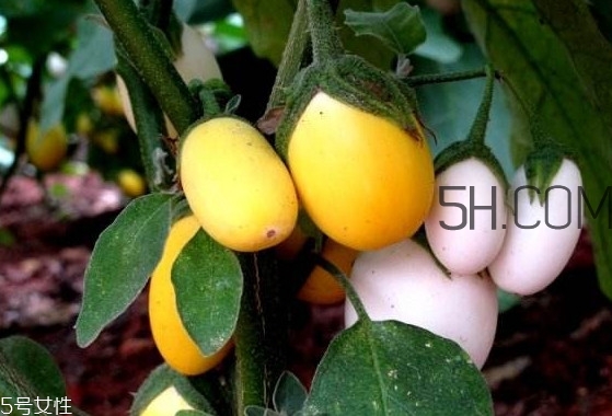 蛋樹果實(shí)可以吃嗎？蛋樹長什么樣