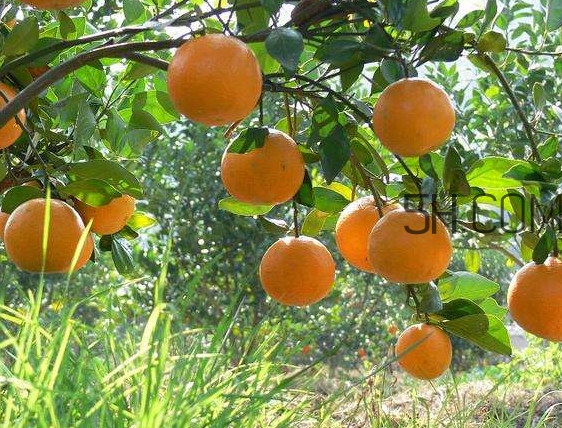 貢柑怎么預防裂果？貢柑種植管理技術