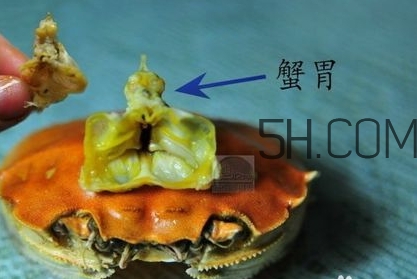 螃蟹的屎在哪里？螃蟹的屎和蟹黃怎么分辨？