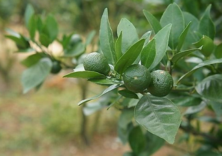 貢柑怎么預(yù)防裂果？貢柑種植管理技術(shù)
