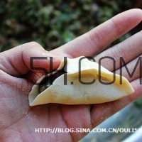 餃子和面用熱水還是冷水？餃子和面要醒多長時間？