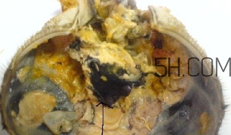 螃蟹的屎在哪里？螃蟹的屎和蟹黃怎么分辨？