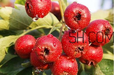 臨產(chǎn)前可以吃山楂嗎？臨產(chǎn)前吃什么有助于順產(chǎn)？