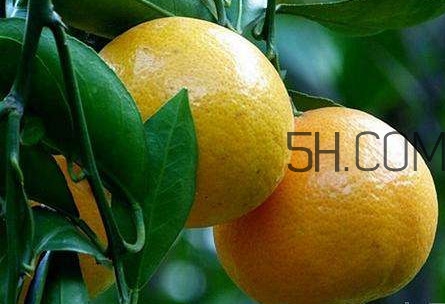 貢柑怎么預防裂果？貢柑種植管理技術