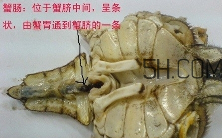 螃蟹的屎在哪里？螃蟹的屎和蟹黃怎么分辨？