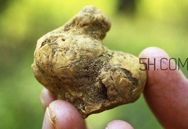 白松露是什么？白松露的功效與作用