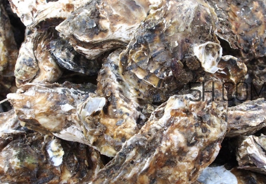 海蠣怎么做好吃？海蠣是怎么生長出來的