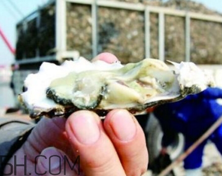 海蠣子是寒性的嗎？海蠣子是蒸還是煮好吃