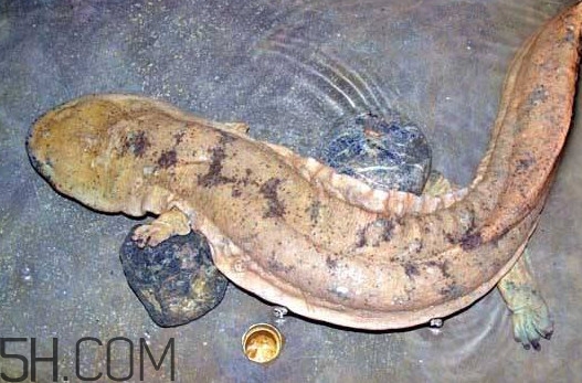 娃娃魚(yú)吃什么？娃娃魚(yú)是國(guó)家?guī)准?jí)保護(hù)動(dòng)物