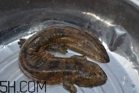 娃娃魚是魚嗎？娃娃魚買賣違法嗎？