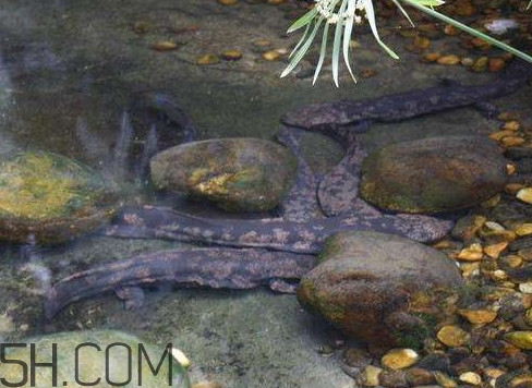 野生娃娃魚和養(yǎng)殖娃娃魚有什么區(qū)別？娃娃魚有毒嗎
