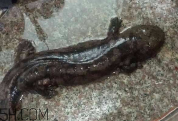 娃娃魚什么時(shí)候會(huì)叫？娃娃魚為什么叫娃娃魚