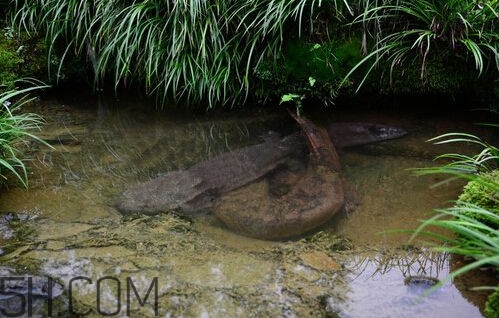 娃娃魚(yú)吃什么？娃娃魚(yú)是國(guó)家?guī)准?jí)保護(hù)動(dòng)物