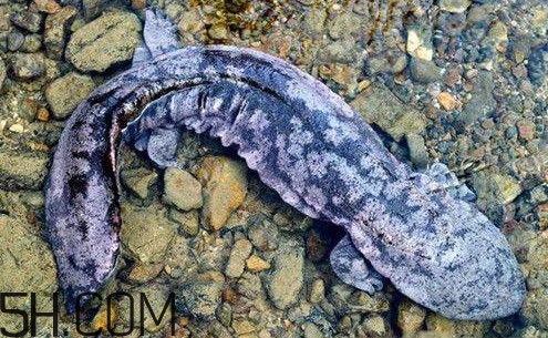 娃娃魚是魚嗎？娃娃魚買賣違法嗎？