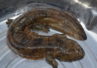 娃娃魚是魚嗎？娃娃魚買賣違法嗎？