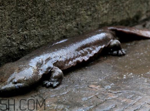娃娃魚(yú)吃什么？娃娃魚(yú)是國(guó)家?guī)准?jí)保護(hù)動(dòng)物