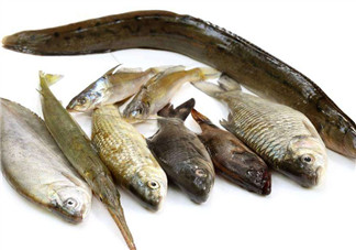 沒有魚刺的魚是哪種魚？如何挑選魚？