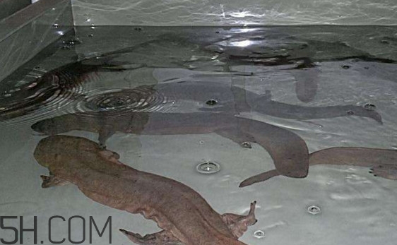 娃娃魚什么時(shí)候會(huì)叫？娃娃魚為什么叫娃娃魚