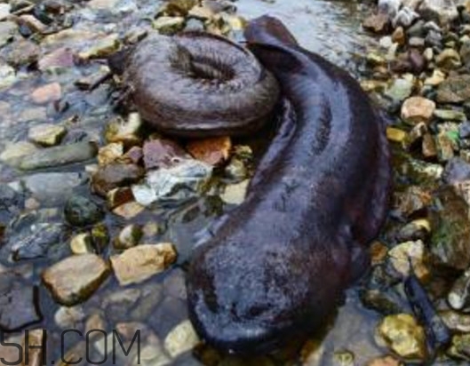 娃娃魚能治什么病？娃娃魚可以和金魚一起養(yǎng)嗎