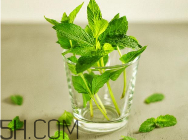 感冒可以喝酒嗎？薄荷治療感冒的方法