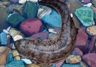 娃娃魚(yú)能治什么??？娃娃魚(yú)可以和金魚(yú)一起養(yǎng)嗎
