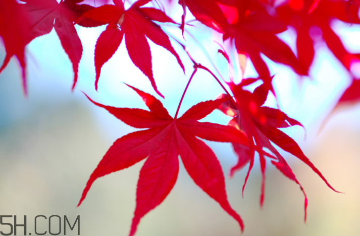 楓葉幾月份最紅？楓葉幾月的時(shí)候最美？