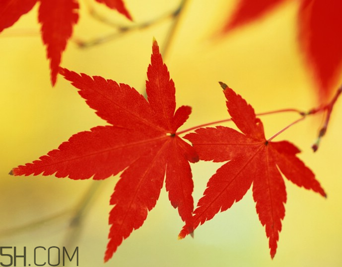 楓葉幾月份最紅？楓葉幾月的時(shí)候最美？