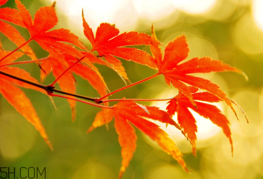 楓葉幾月份最紅？楓葉幾月的時(shí)候最美？