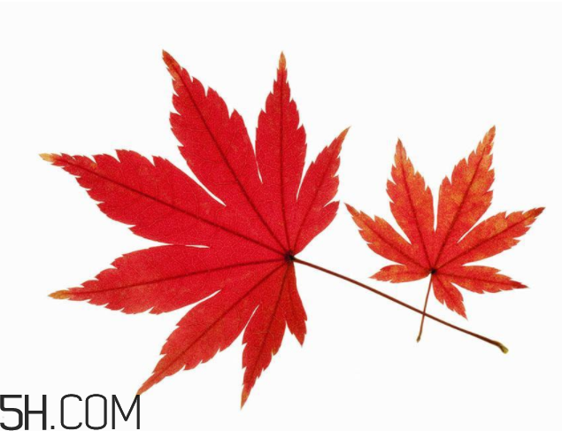 楓葉可以用來做什么？楓葉可以染頭發(fā)嗎？