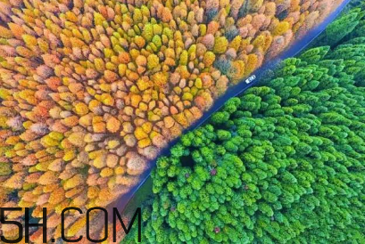 楓葉可以用來做什么？楓葉可以染頭發(fā)嗎？