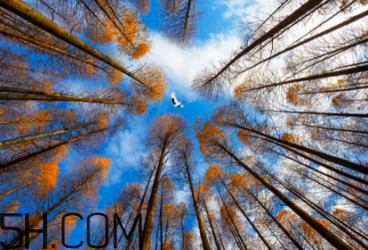 楓葉可以用來做什么？楓葉可以染頭發(fā)嗎？