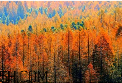 楓葉可以用來做什么？楓葉可以染頭發(fā)嗎？