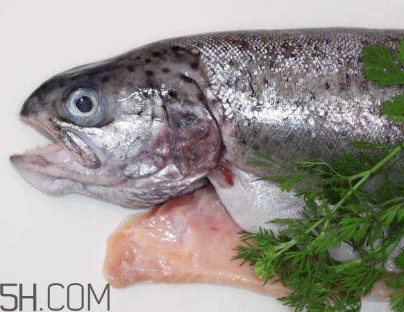 鮭魚是什么魚？鮭魚多少錢一斤